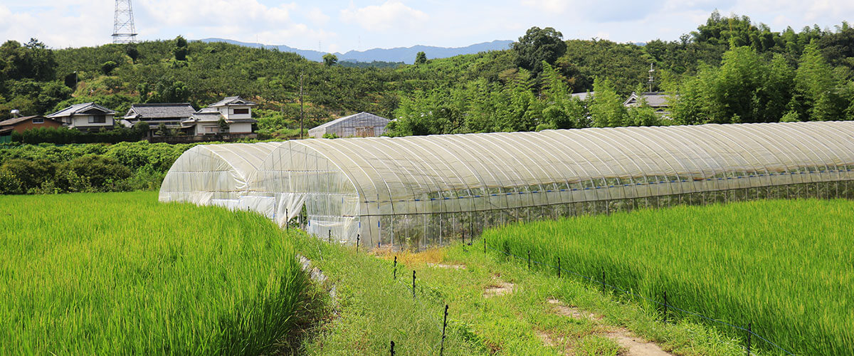 五條農園（奈良県五條市）