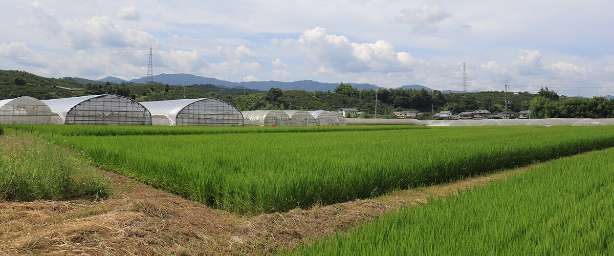 こだわり青果の安定量産